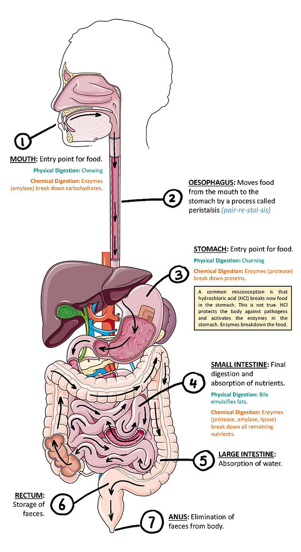 Digestive Systems | Science with Dobrich